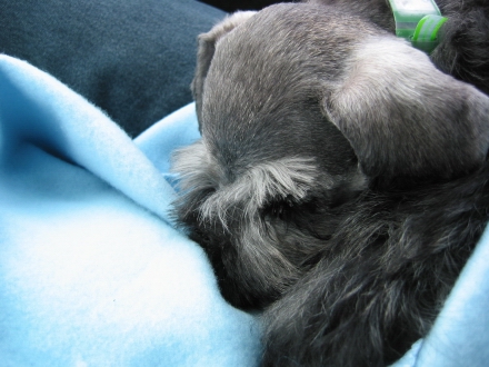The next several photos are of a very exhausted dog, sleeping as we drive to Toronto.