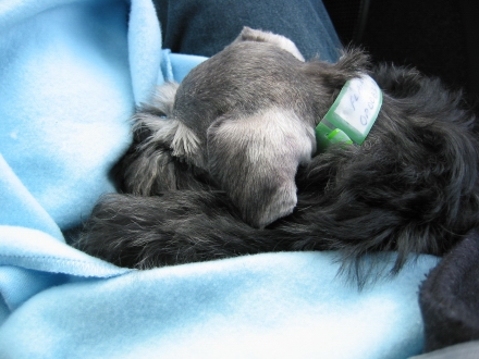 Still sleeping...