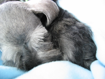 Trying to get comfortable...and sleeping!