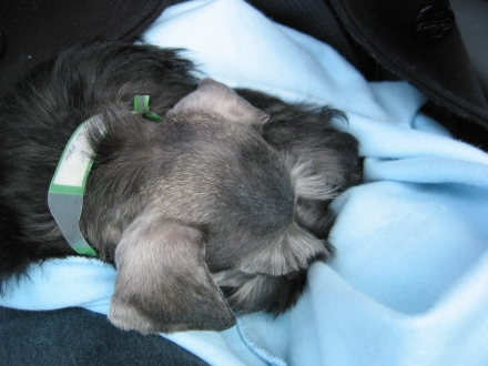 Sleeping some more (it was a very exciting car trip).