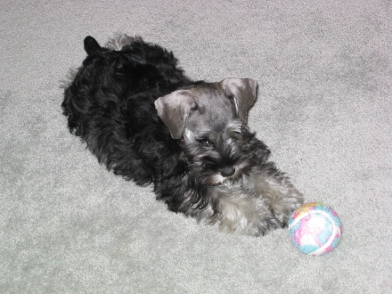After sleeping most of yesterday afternoon and evening, Dusty woke up this morning ready to play!