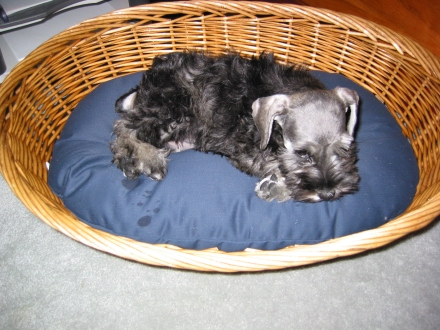 The folks at work presented me with a new dog basket as a going-away gift.  I hadn't thought to buy one (she has a dog crate).