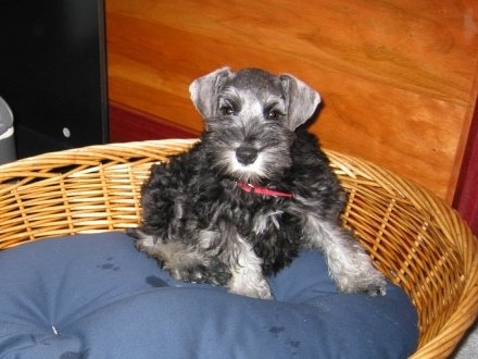 She loves that basket!  She crawls in it to take naps (naps are a frequent activity).