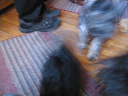 A blur of miniature schnauzers greeted us when we arrived at Jukebox Kennels in Brantford, Ontario.