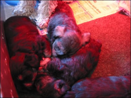 New born pups sleep under a heat lamp and under the watchful eye of their mother.