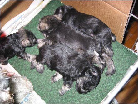 More sleeping puppies. They had several litters recently - these pups will be ready for their new homes in the spring.