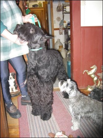 This standard schnauzer was there for grooming. The dog to the right is an adult miniature schnauzer.