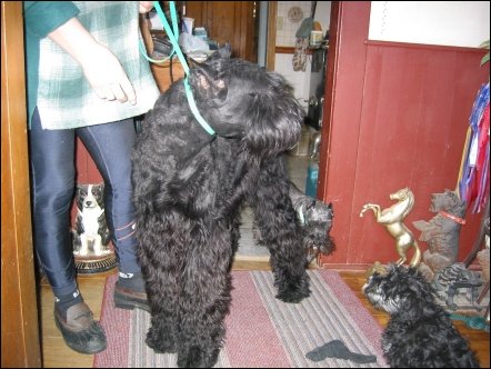 The standard schnauzer checks out a little black miniature schnauzer puppy (to the right).