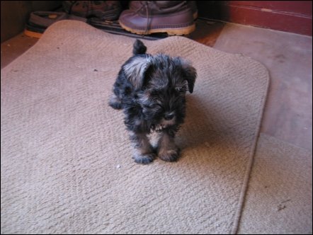 This is the little dog I decided was perfect. She has 'salt and pepper' colouring.
