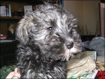 Dusty is only 8 weeks old and was just weaned from her mother a few weeks ago.