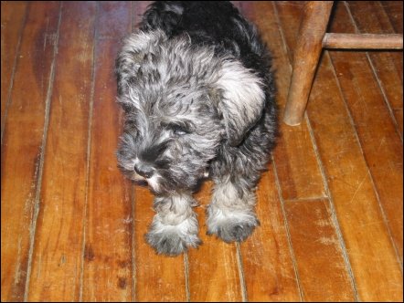 She is well-socialised. Her mother and litter were raised inside the house with lots of people, other dogs, and even a couple of siamese cats.