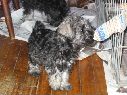 Newspaper is lots of fun - it crinkles and makes noise and rips when you bite on it!