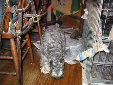 Flair checks out the floor for some crumbs.