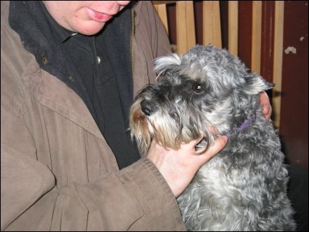 We met Flair quite by accident.  While I was examining the puppies, Craig was bonding with a sweet female schnauzer who was very friendly.
