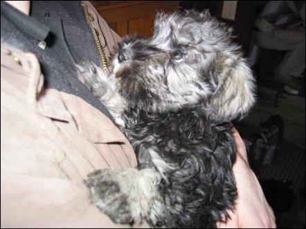 Craig came along with me, so I wouldn't have to drive to Brantford alone. He and Etsuko bought a dog from a breeder last summer, so they were able to give me a lot of good advice.